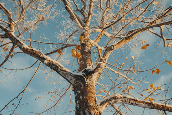 deciduous tree in winter