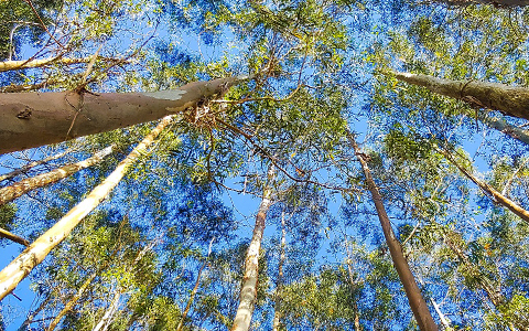 Eucalyptus Tree Information: How To Care For A Eucalyptus Tree