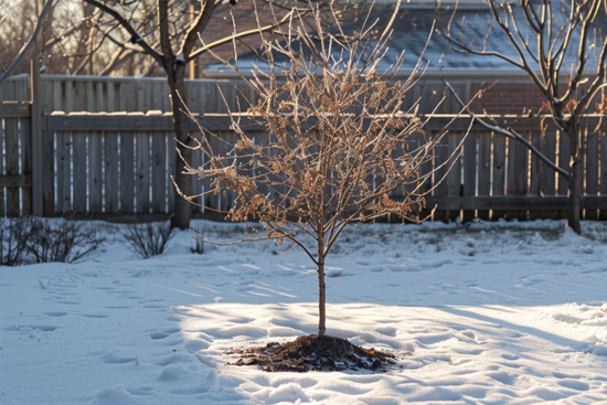 can you plant a tree in winter