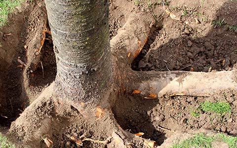 How To Remove a Tree Stump Without a Grinder